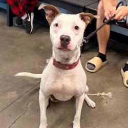 Shelter Stray Female Dog last seen , 3607 N Armenia Ave, Tampa, FL 33607, USA