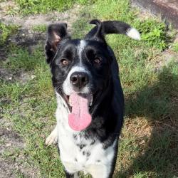 Shelter Stray Male Dog last seen , 3607 N Armenia Ave, Tampa, FL 33607, USA
