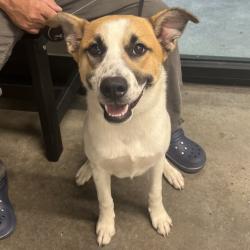 Shelter Stray Male Dog last seen , 3607 N Armenia Ave, Tampa, FL 33607, USA
