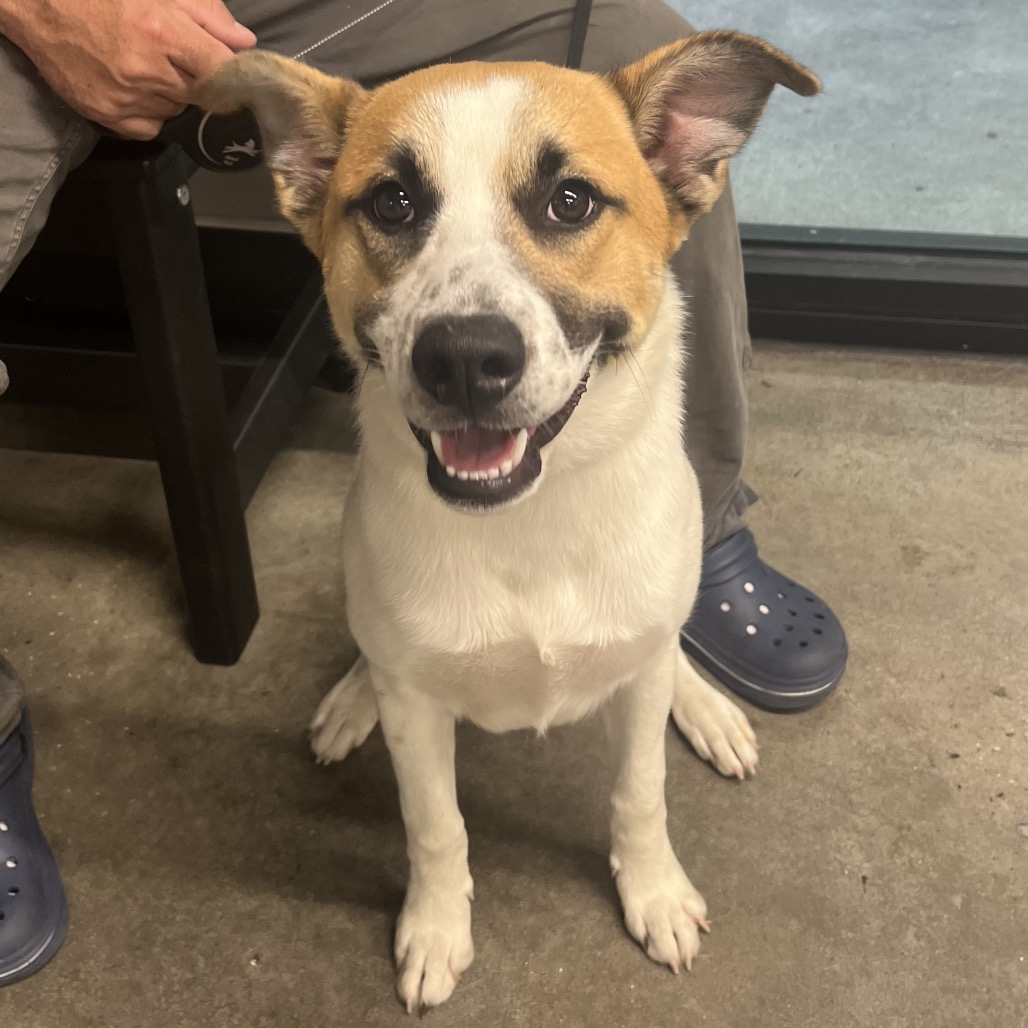 Shelter Stray Male Dog last seen , 3607 N Armenia Ave, Tampa, FL 33607, USA