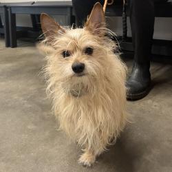Shelter Stray Male Dog last seen , 3607 N Armenia Ave, Tampa, FL 33607, USA