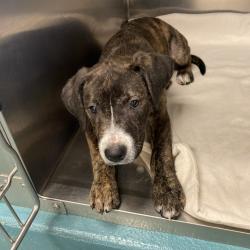 Shelter Stray Female Dog last seen , 2350 Appling City Cove, Memphis, TN 38133, USA