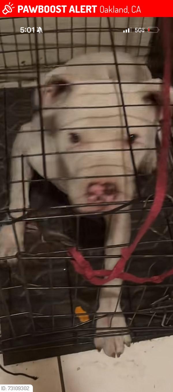 Lost Male Dog last seen Huey p newton, Oakland, CA 94607