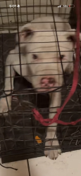 Lost Male Dog last seen Huey p newton, Oakland, CA 94607
