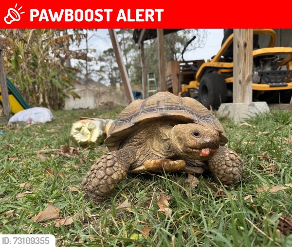 Lost Male Other last seen Black Forest Dr 77354, Montgomery County, TX 77354