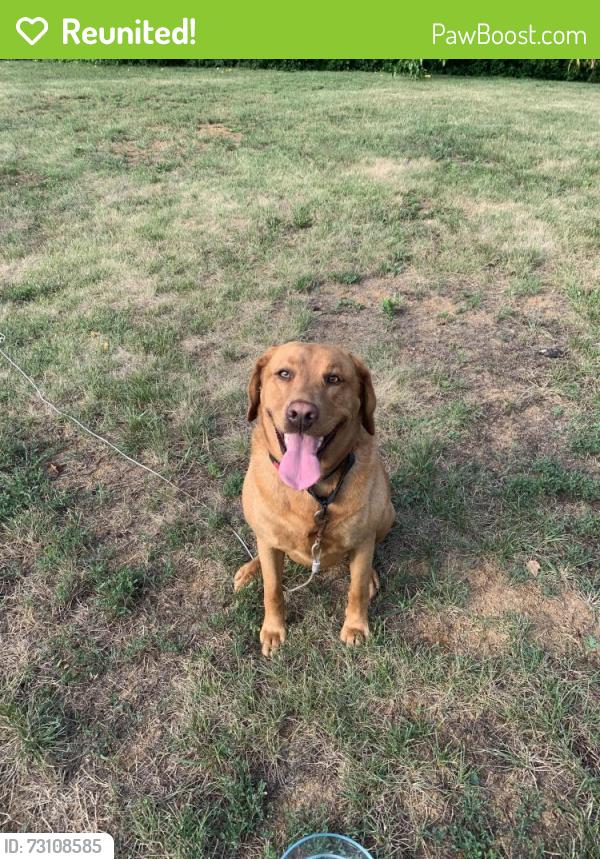 Reunited Female Dog last seen Zimmerman and Shuman, Carlisle, PA 17015