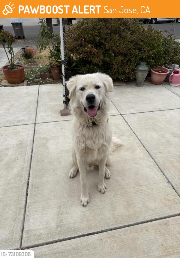 Found/Stray Male Dog last seen Bellingham Dr & Sherlock Dr, San Jose, CA 95121, San Jose, CA 95121