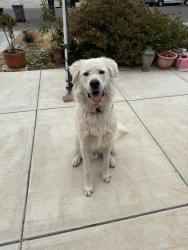 Found/Stray Male Dog last seen Bellingham Dr & Sherlock Dr, San Jose, CA 95121, San Jose, CA 95121