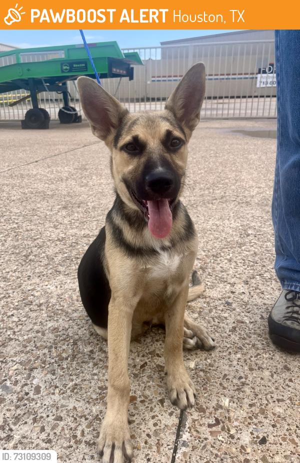 Found/Stray Male Dog last seen Tidwell and N Shepherd Dr, Houston, TX 77091