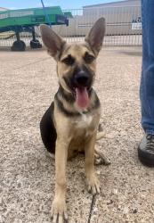 Found/Stray Male Dog last seen Tidwell and N Shepherd Dr, Houston, TX 77091