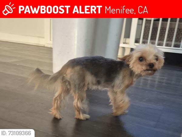 Lost Female Dog last seen Lazy creek dr, Menifee, CA 92586