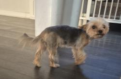 Lost Female Dog last seen Lazy creek dr, Menifee, CA 92586