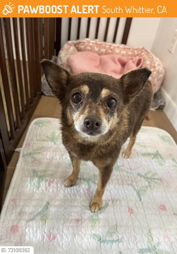 Found/Stray Female Dog last seen Mills Ave and Colima on Lanning Drive, South Whittier, CA 90604