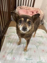 Found/Stray Female Dog last seen Mills Ave and Colima on Lanning Drive, South Whittier, CA 90604