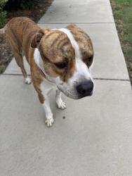 Reunited Male Dog last seen Near s adams st, Durham, NC 27703