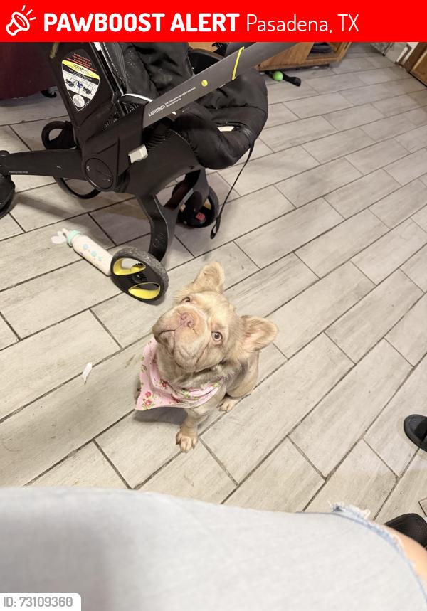 Lost Female Dog last seen Near skylark rd 77502, Pasadena, TX 77502