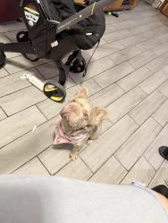 Lost Female Dog last seen Near skylark rd 77502, Pasadena, TX 77502