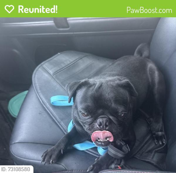 Reunited Male Dog last seen Near Joe Battle Blvd, El Paso, TX 79938, USA, El Paso, TX 79938