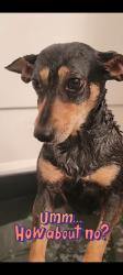 Reunited Female Dog last seen Willow Chase and Versante, Houston, TX 77070