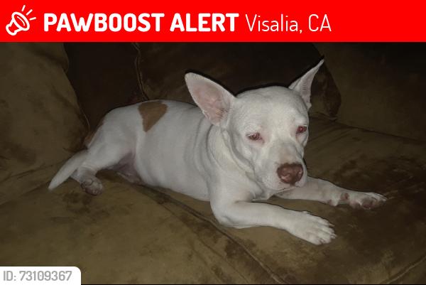 Lost Female Dog last seen Camp Drive, Visalia, CA 93291