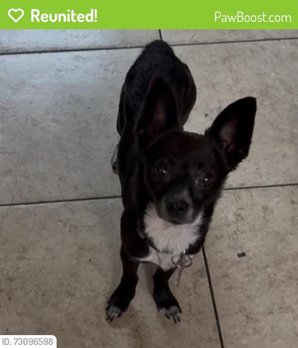 Reunited Female Dog last seen Tennyson road, Hayward, CA 94544