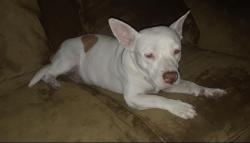 Lost Female Dog last seen Camp Drive, Visalia, CA 93291
