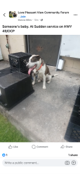 Lost Male Dog last seen sudden service, Ashland City, TN 37015