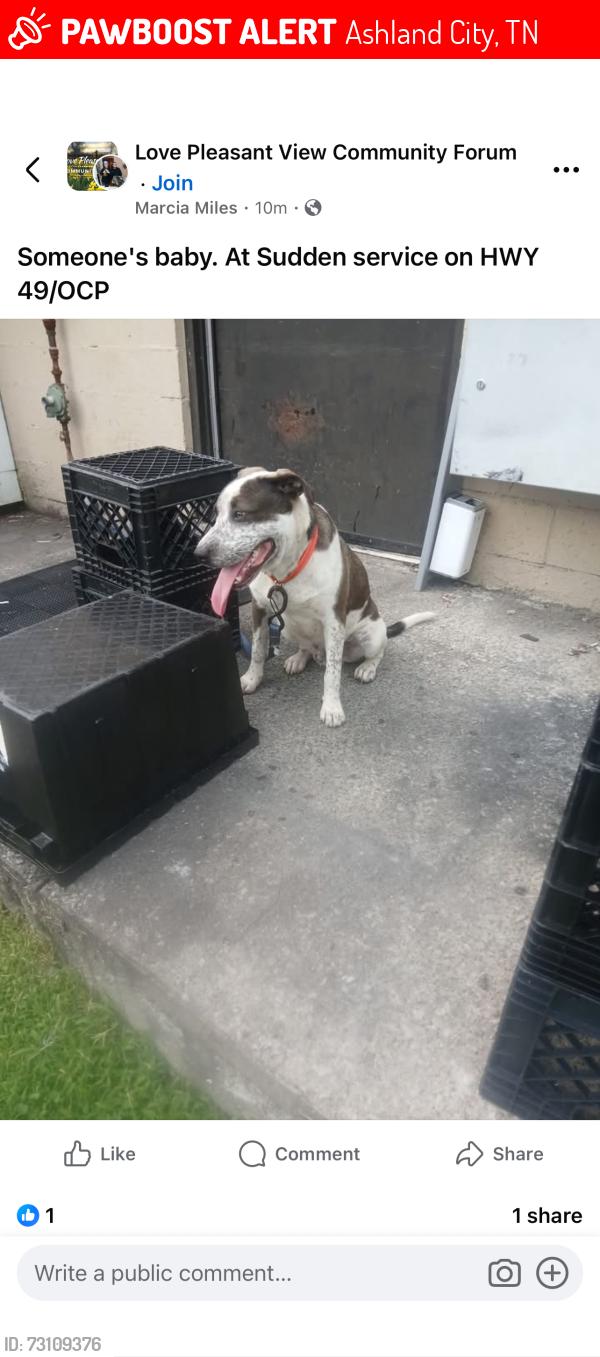 Lost Male Dog last seen sudden service, Ashland City, TN 37015