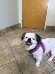 Lost Female Dog last seen Lewis Loop RD SE Bolivia, NC, Bolivia, NC 28422