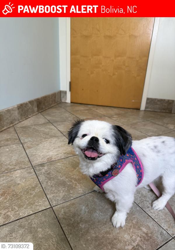 Lost Female Dog last seen Lewis Loop RD SE Bolivia, NC, Bolivia, NC 28422