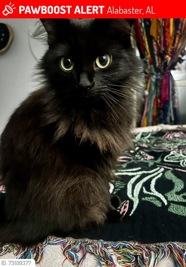 Lost Female Cat last seen Veterans Park, Alabaster, AL 35007