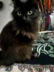 Lost Female Cat last seen Veterans Park, Alabaster, AL 35007