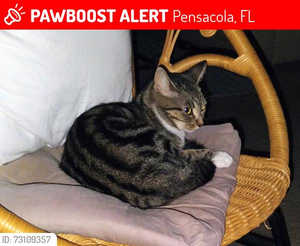 Lost Female Cat last seen Scenic hwy and Baywoods Drive, Pensacola, FL 32504