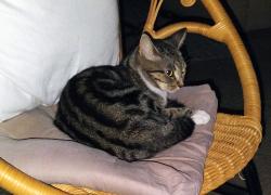 Lost Female Cat last seen Scenic hwy and Baywoods Drive, Pensacola, FL 32504