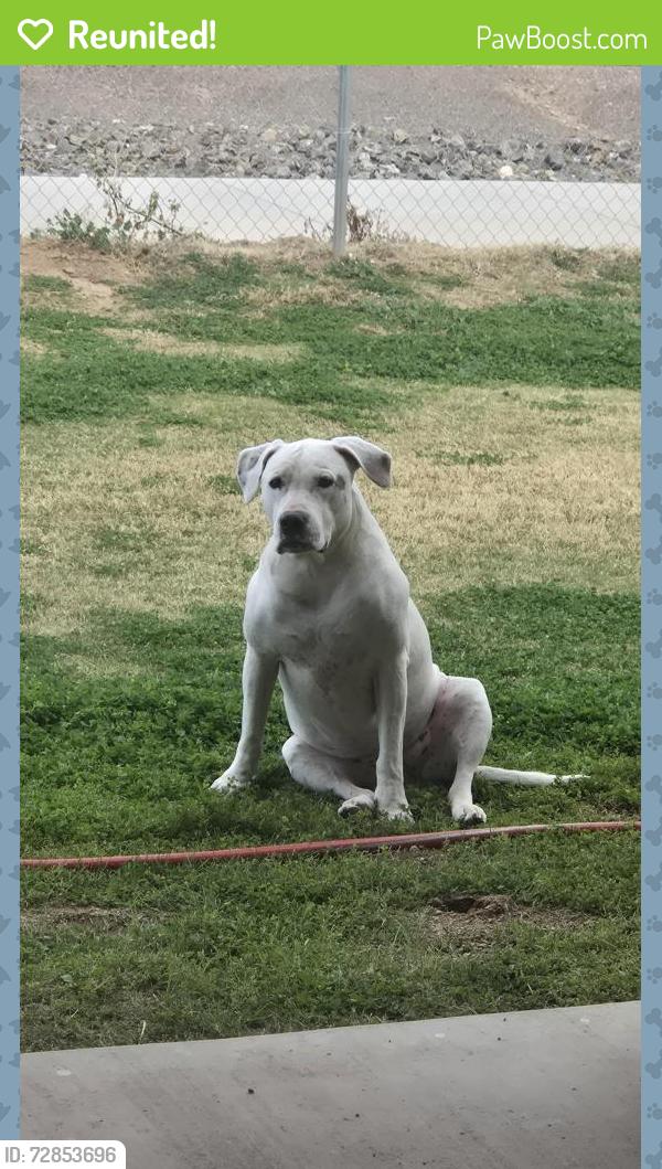 Reunited Female Dog last seen Longmore Rd and McDowell Rd, Scottsdale, AZ 85256