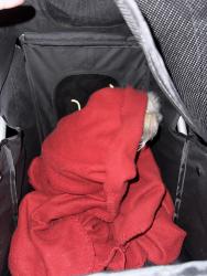 Reunited Female Dog last seen Brianna rd, Oklahoma City, OK 73132