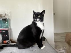 Lost Female Cat last seen Morro Street, San Luis Obispo, CA 93401
