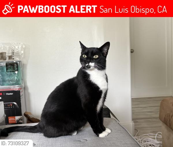 Lost Female Cat last seen Morro Street, San Luis Obispo, CA 93401