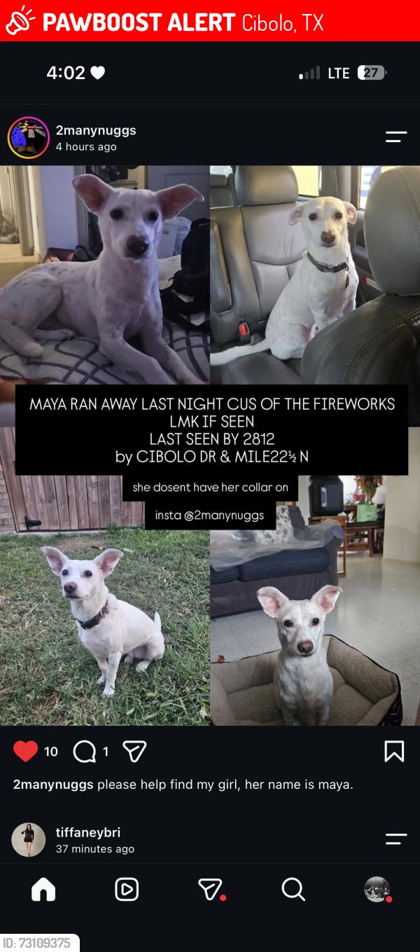 Lost Female Dog last seen Cibolo Dr & Mike22n, Cibolo, TX 78108