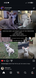 Lost Female Dog last seen Cibolo Dr & Mike22n, Cibolo, TX 78108