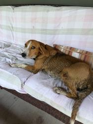 Reunited Unknown Dog last seen Salters Hill rd and Drayton st, Ravenel, SC 29470