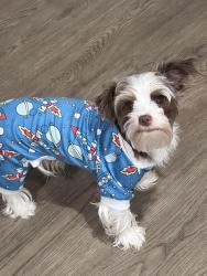 Lost Male Dog last seen Wylie, Wylie, TX 75098