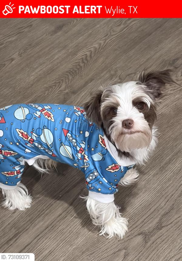 Lost Male Dog last seen Wylie, Wylie, TX 75098