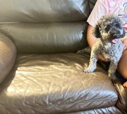 Found/Stray Male Dog last seen parkway lane, Arlington, TX 76010