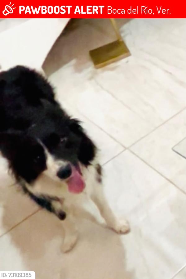 Lost Female Dog last seen Las vegas 2 boca del rio, Boca del Río, Ver. 94297