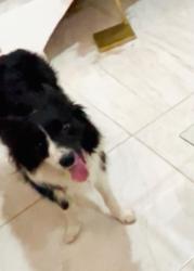 Lost Female Dog last seen Las vegas 2 boca del rio, Boca del Río, Ver. 94297