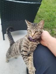 Found/Stray Female Cat last seen 47th and Payton ave, Lawrence, IN 46226