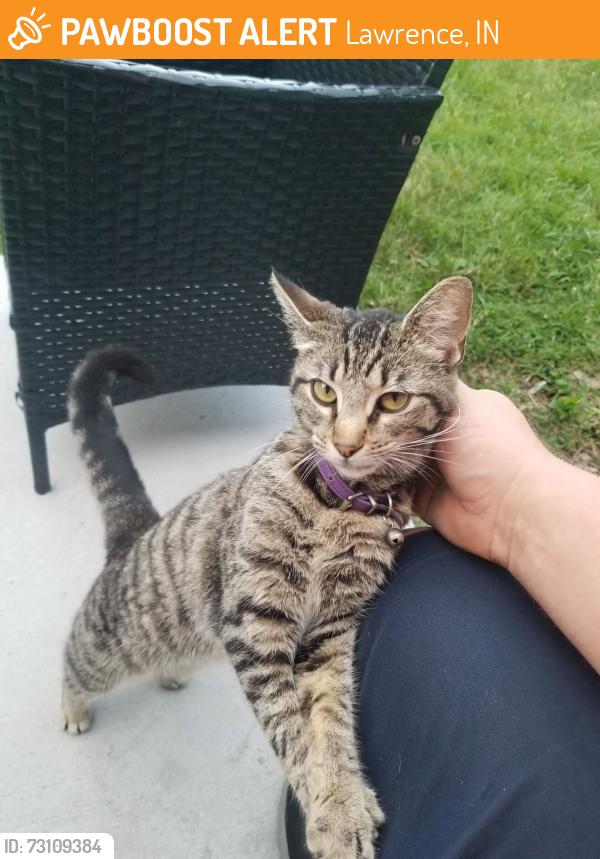 Found/Stray Female Cat last seen 47th and Payton ave, Lawrence, IN 46226