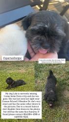 Lost Female Dog last seen Canaan Rd, Spartanburg, SC 29306