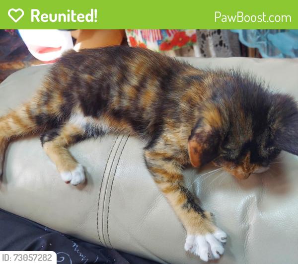 Reunited Female Cat last seen Hillcrest near USA, Mobile, AL 36608